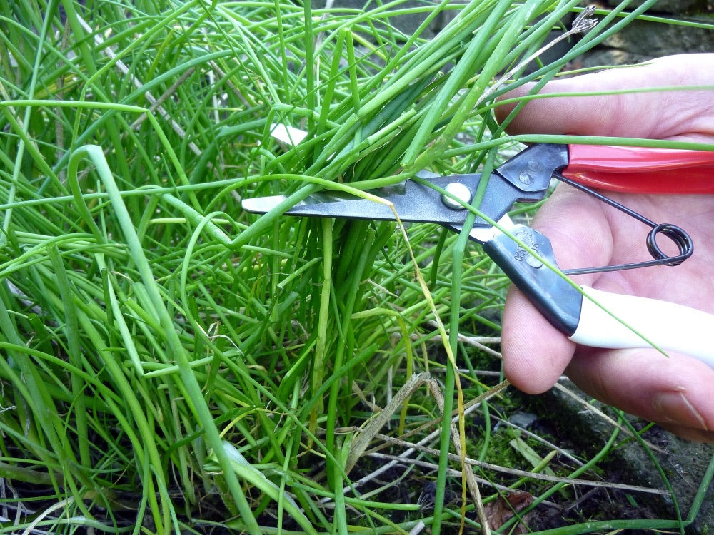 Okatsune Harvest/Thinning Shear Rounded Tip 306