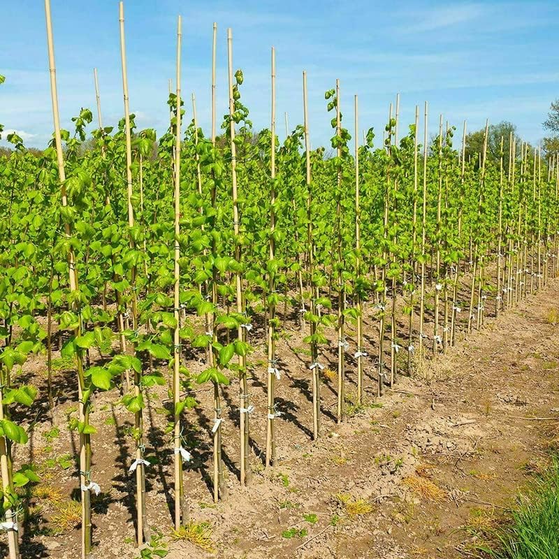 Bamboo Stakes 4ft x 1/2" 250pcs/bundle