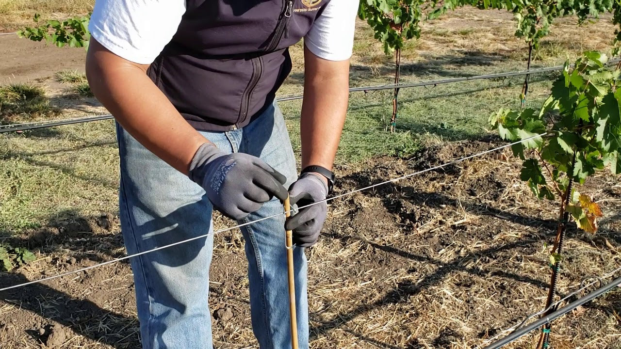 Bamboo Stakes 4ft x 1/2" 250pcs/bundle