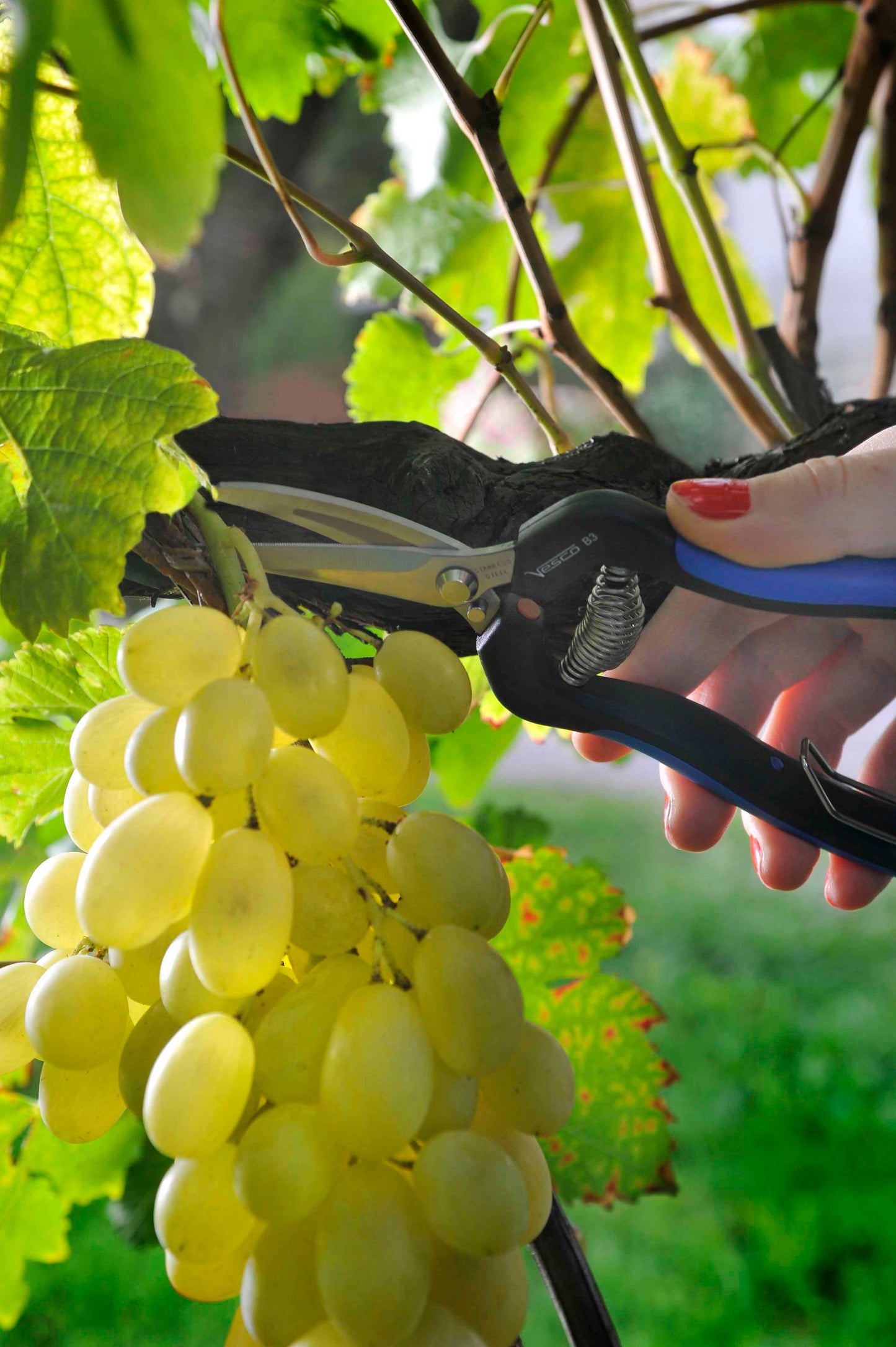 VESCO B3 Curved Long Blade Serrated Harvest Shear