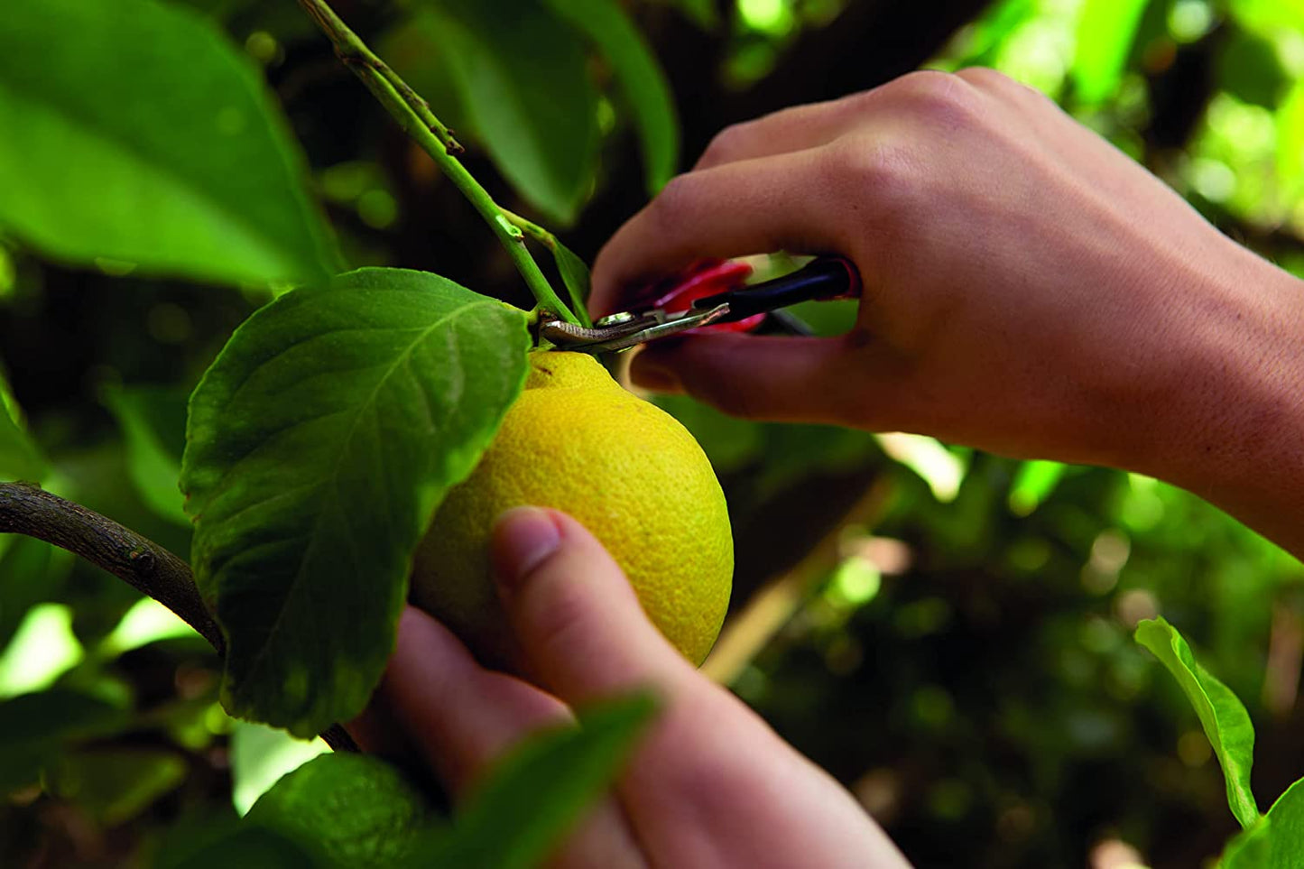 Felco Harvest Snip 320