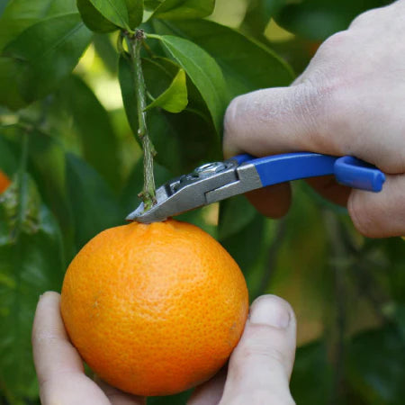 Manzana Nules M11-DI Citrus Cliper