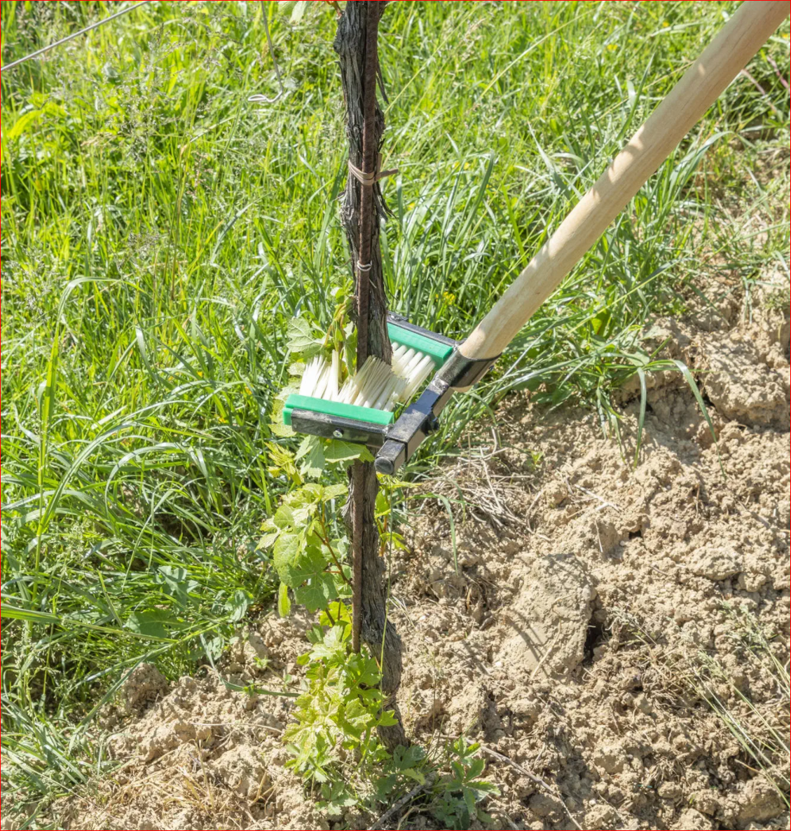 Plant Shoot Remover Tool