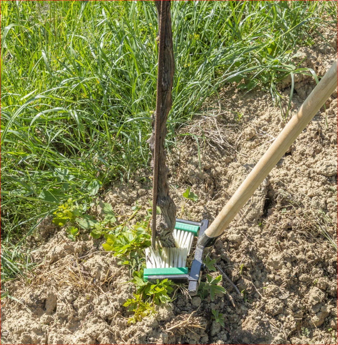 Plant Shoot Remover Tool