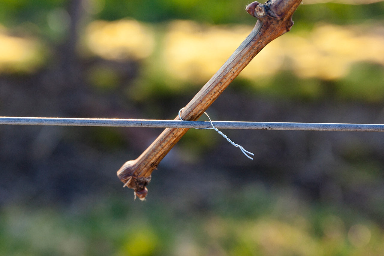 Beli Biodegradable Tying Wire 20rolls/Box DR-02