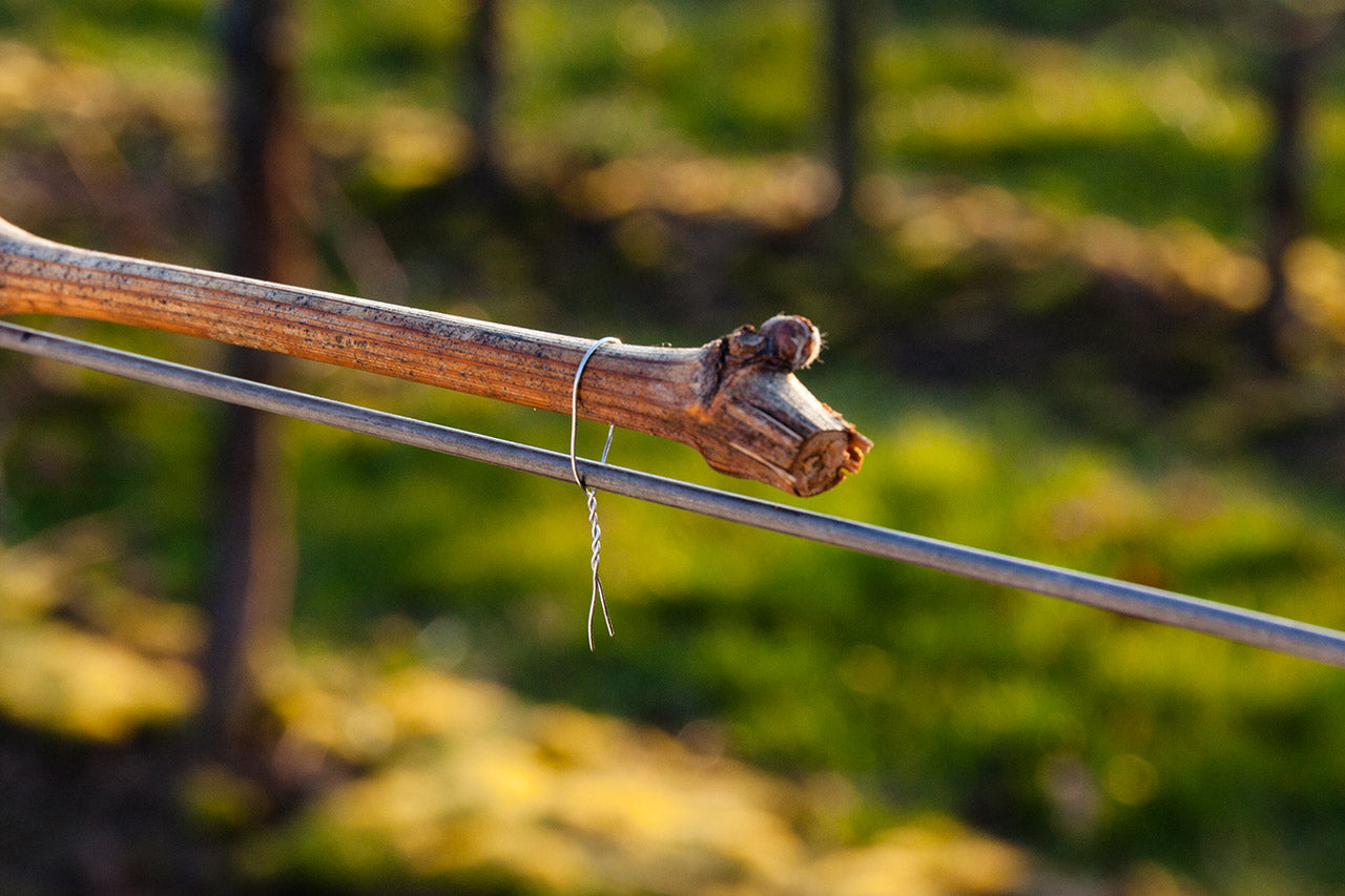 Beli Vine Tying Tool