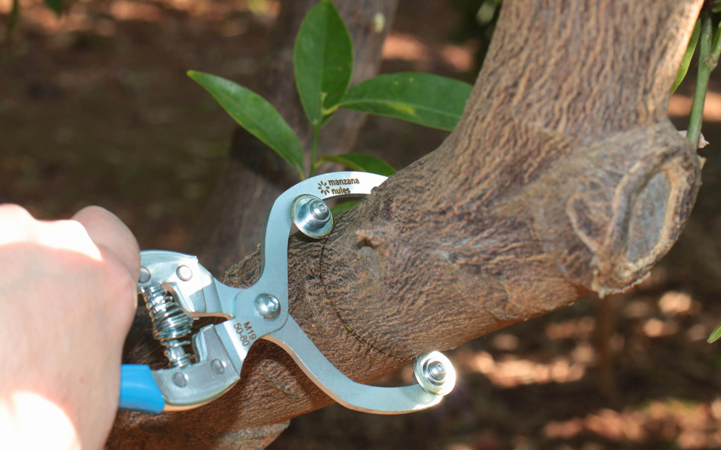 Manzana Nules Girdling Tool M19