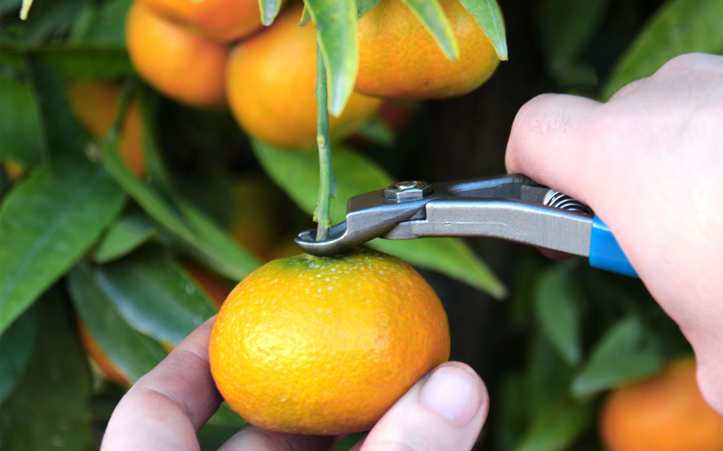 Manzana Nules Fruit Clipper M14L-AM (Large handle)