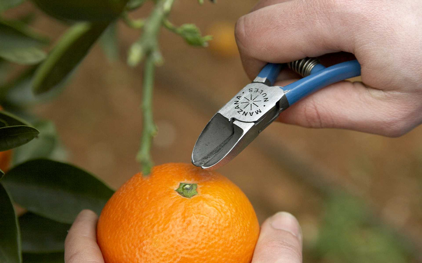 Manzana Nules Citrus Clipper M96-AM