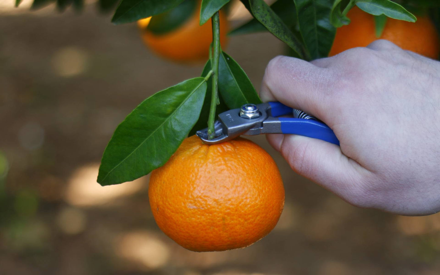 Manzana Nules Fruit Clipper M14-AM