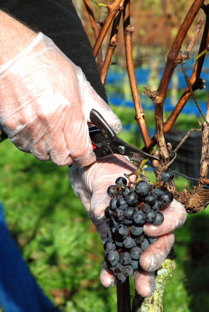 Okatsune Harvest/Thinning Shear Pointed Blades 304