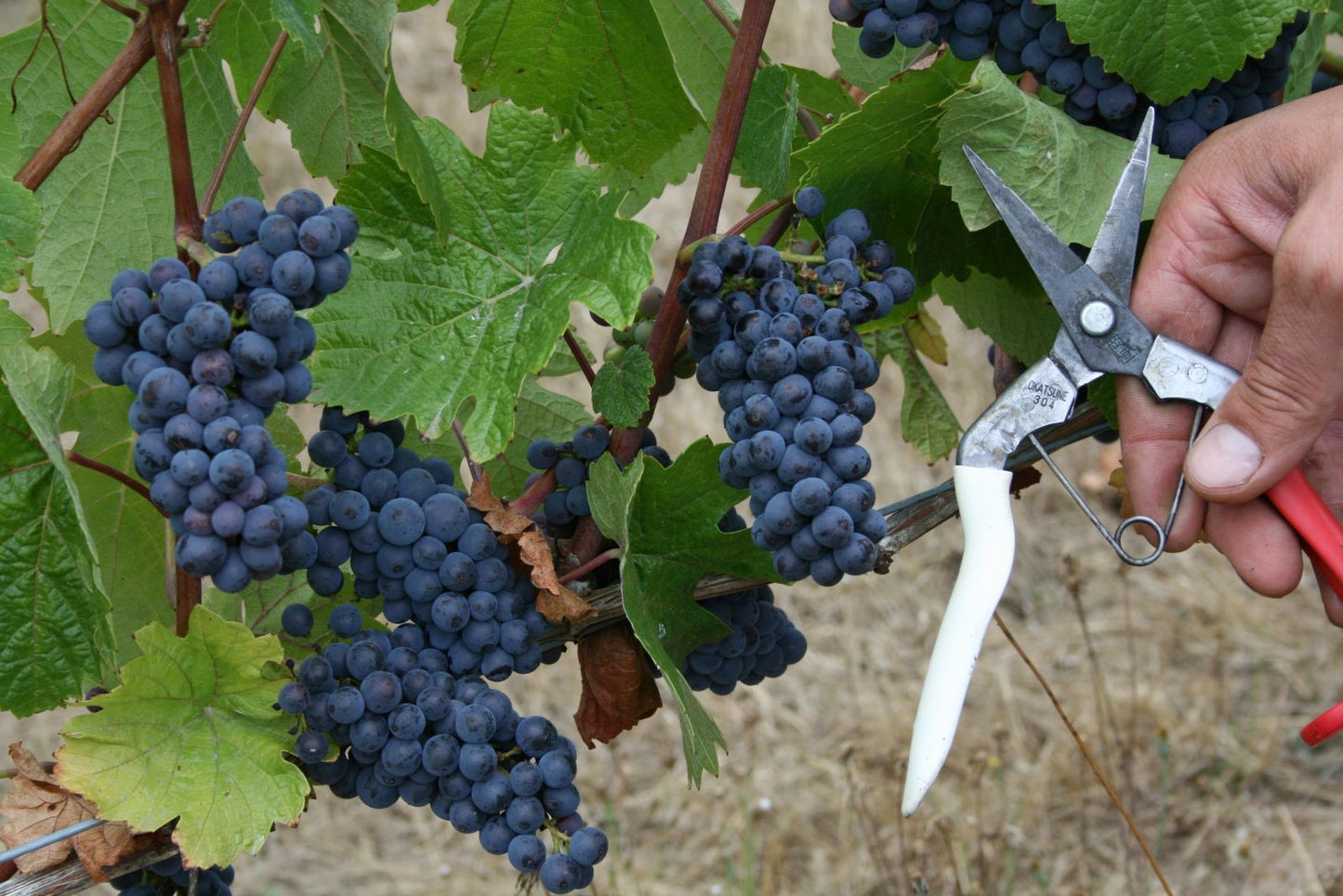 Okatsune Harvest/Thinning Shear Pointed Blades 304