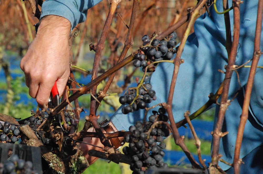 Okatsune Harvest/Thinning Shear Rounded Tip 306